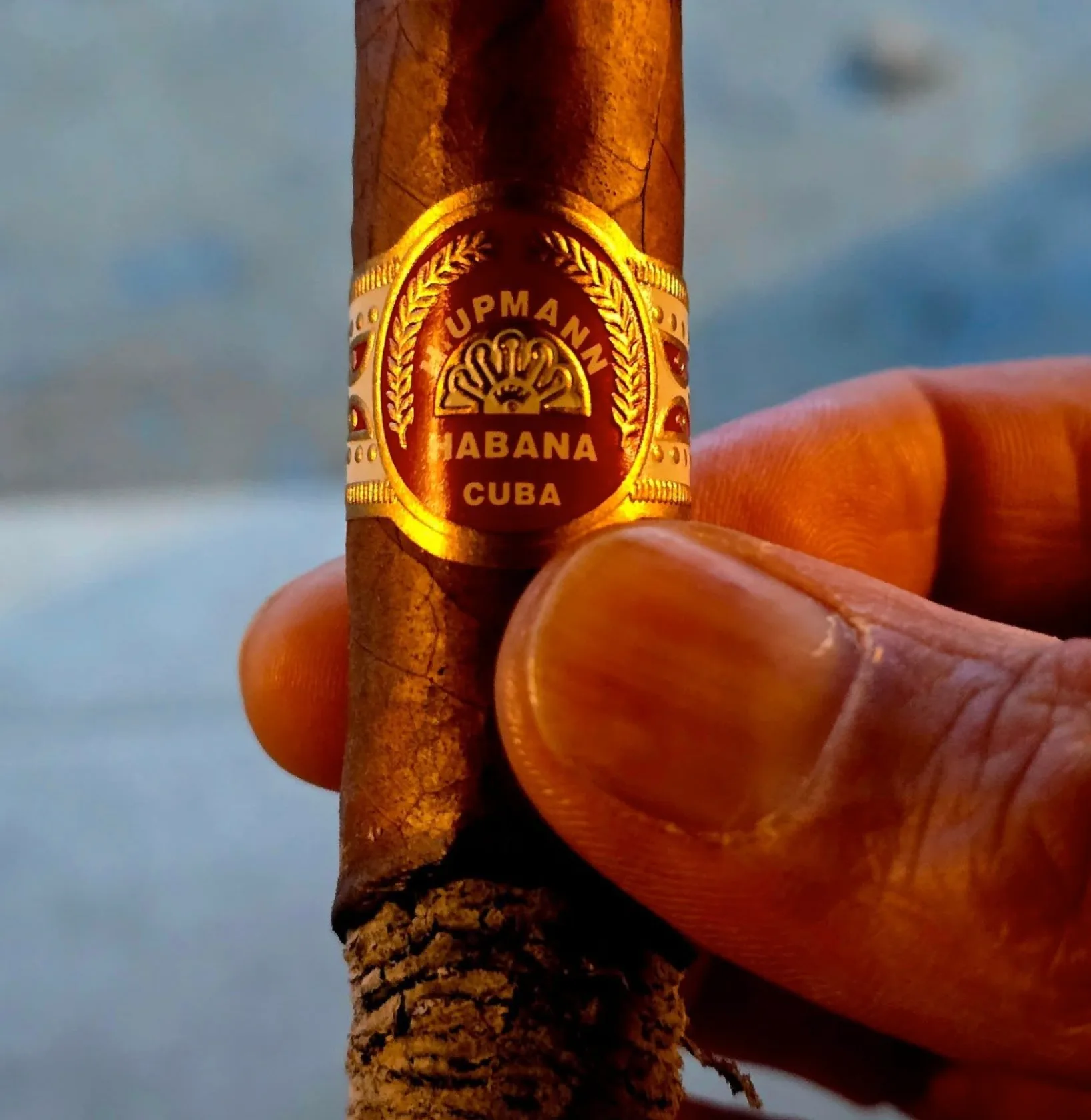 An H. Upmann cigar with a gold and red band held between two fingers in warm evening light